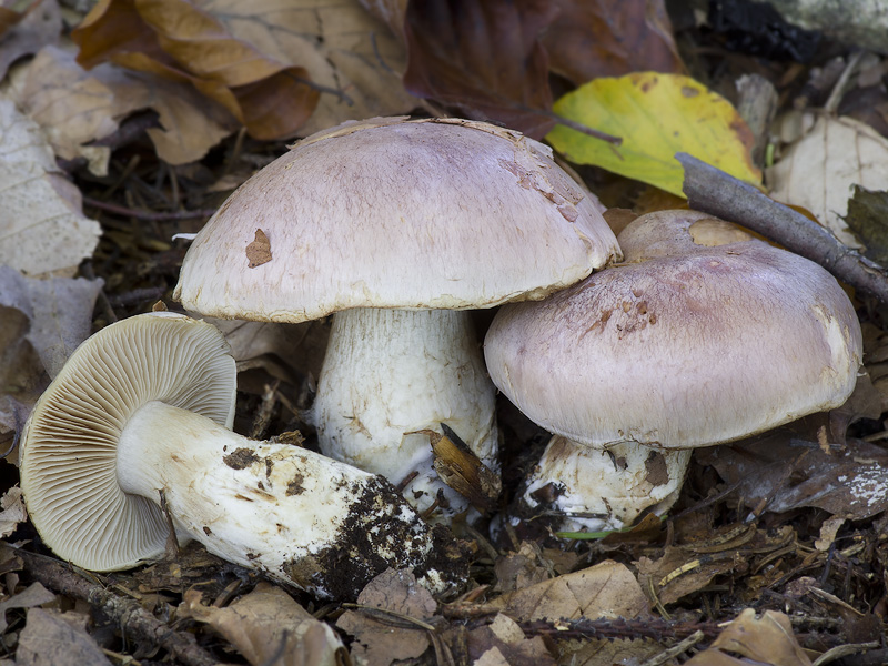 Cortinarius sabuletorum